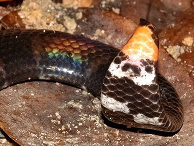 best of Pipe snake Asian