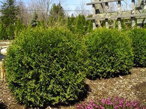 Midget globe arborvitae