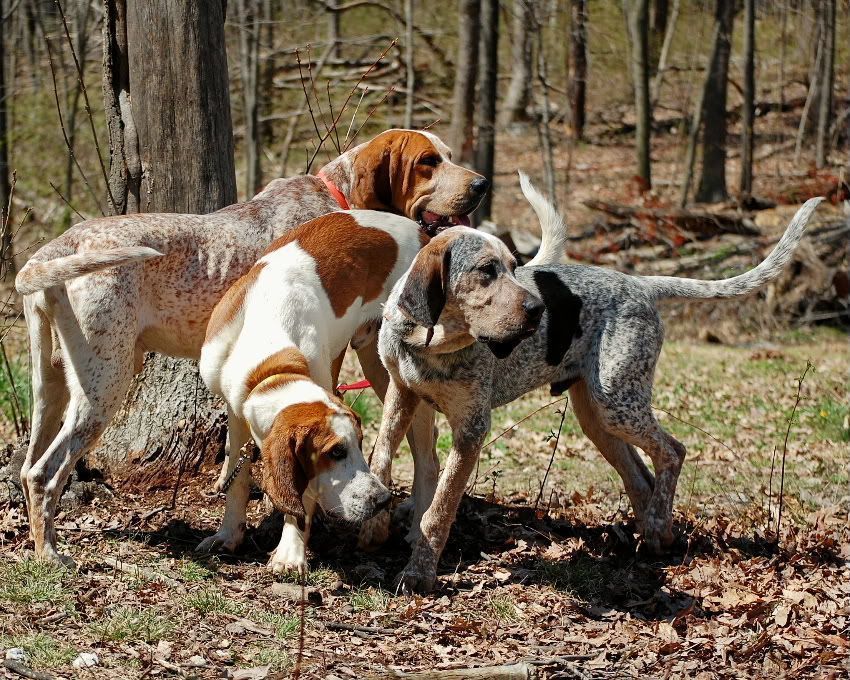 Salt lick kennels