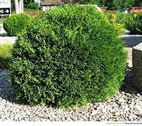 Midget globe arborvitae