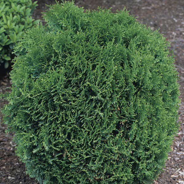 Midget globe arborvitae