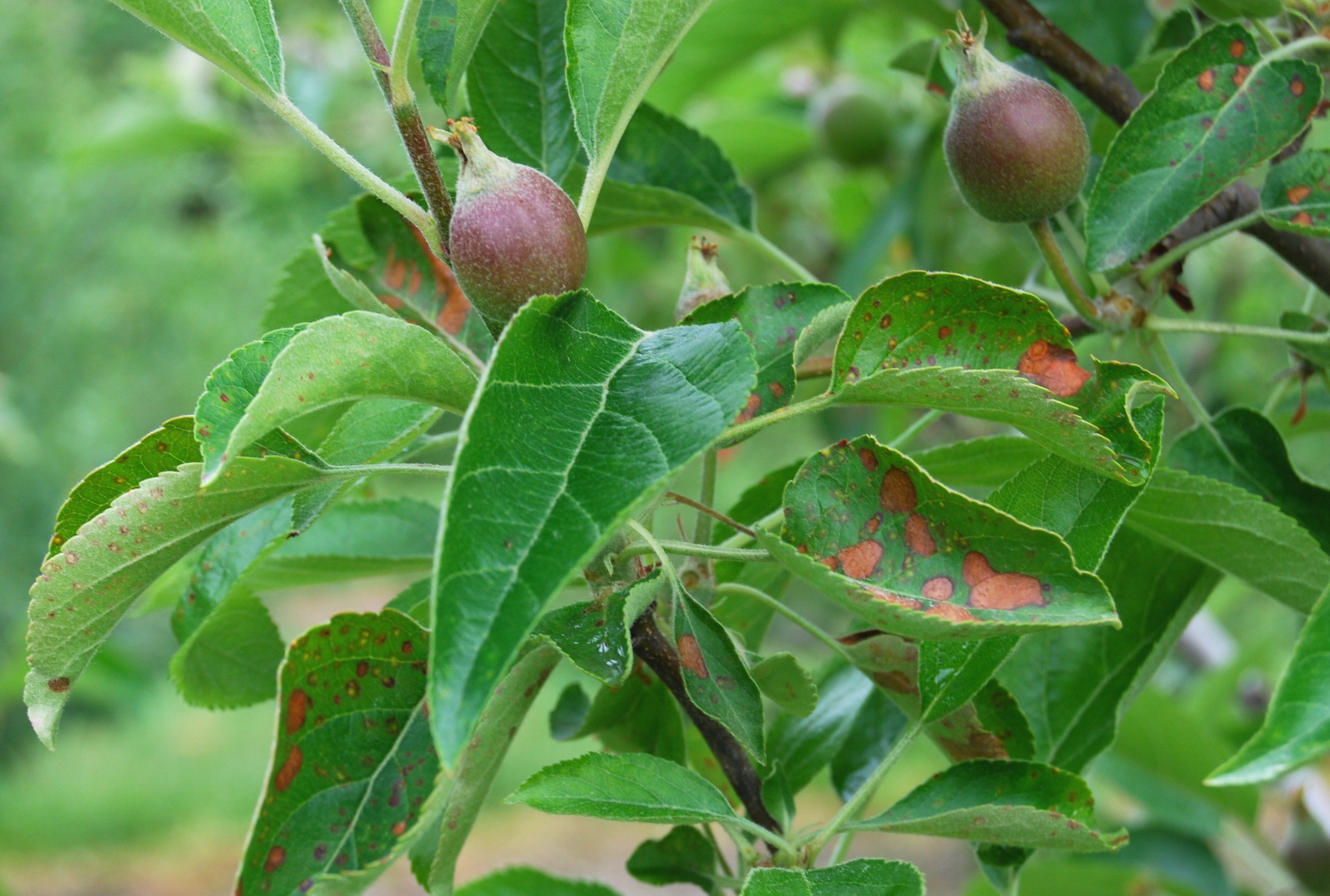 Salty reccomend Asian pears fruit tree leaves