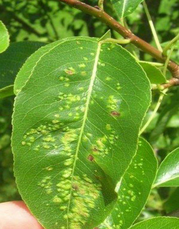 Asian pears fruit tree leaves