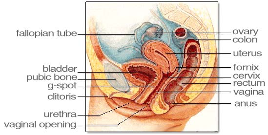 best of Functions Female clitoris structure