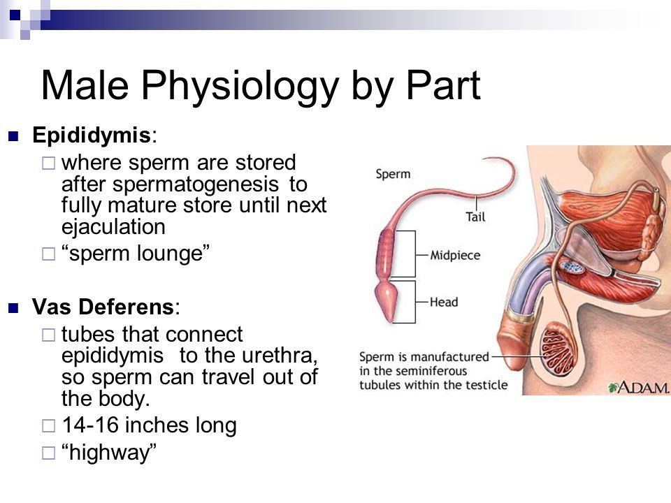 Eats mature sperm