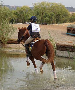 best of Hunter foundation Amateur jumper