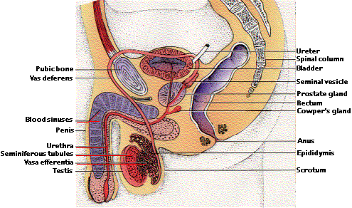 Human female sex organ