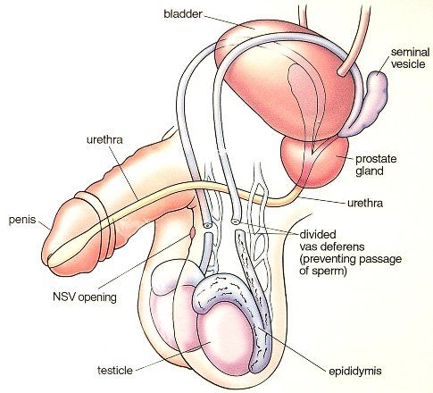 Road G. reccomend How is sperm made