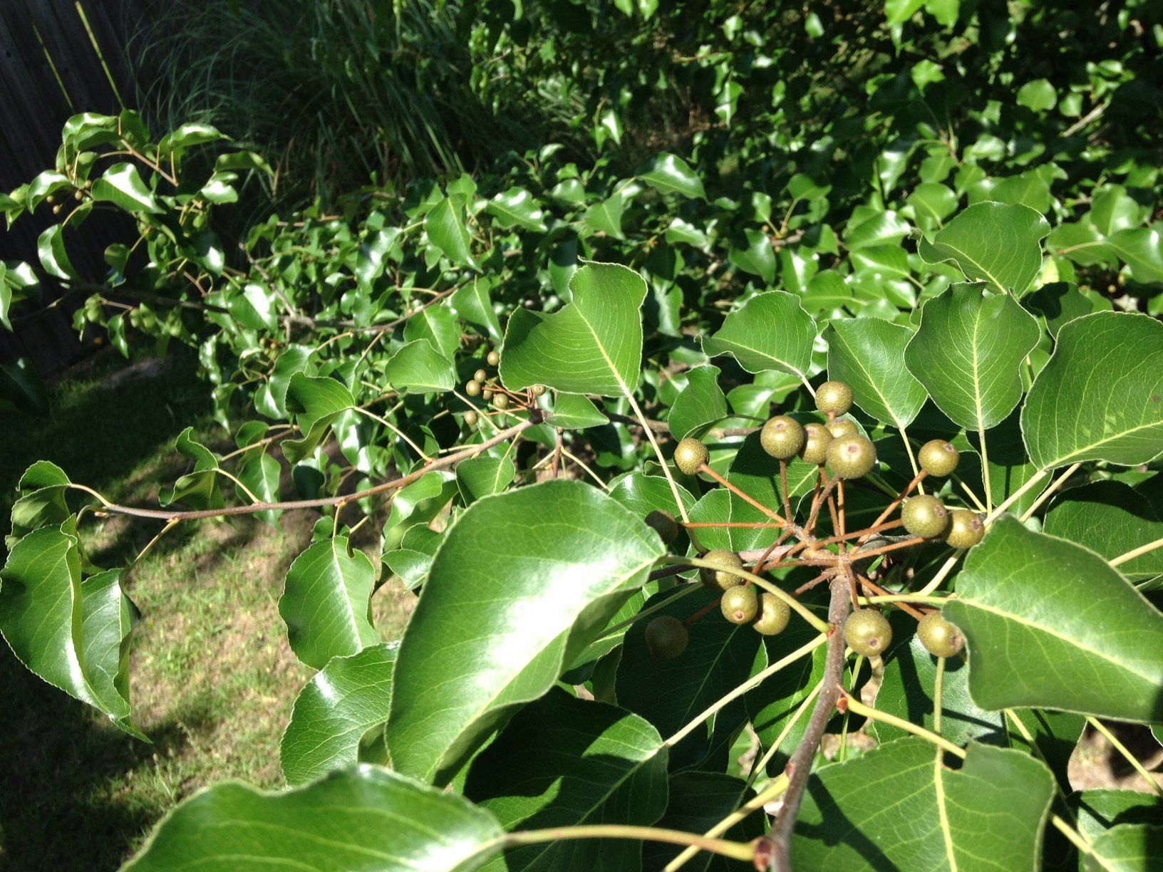 Asian pears fruit tree leaves