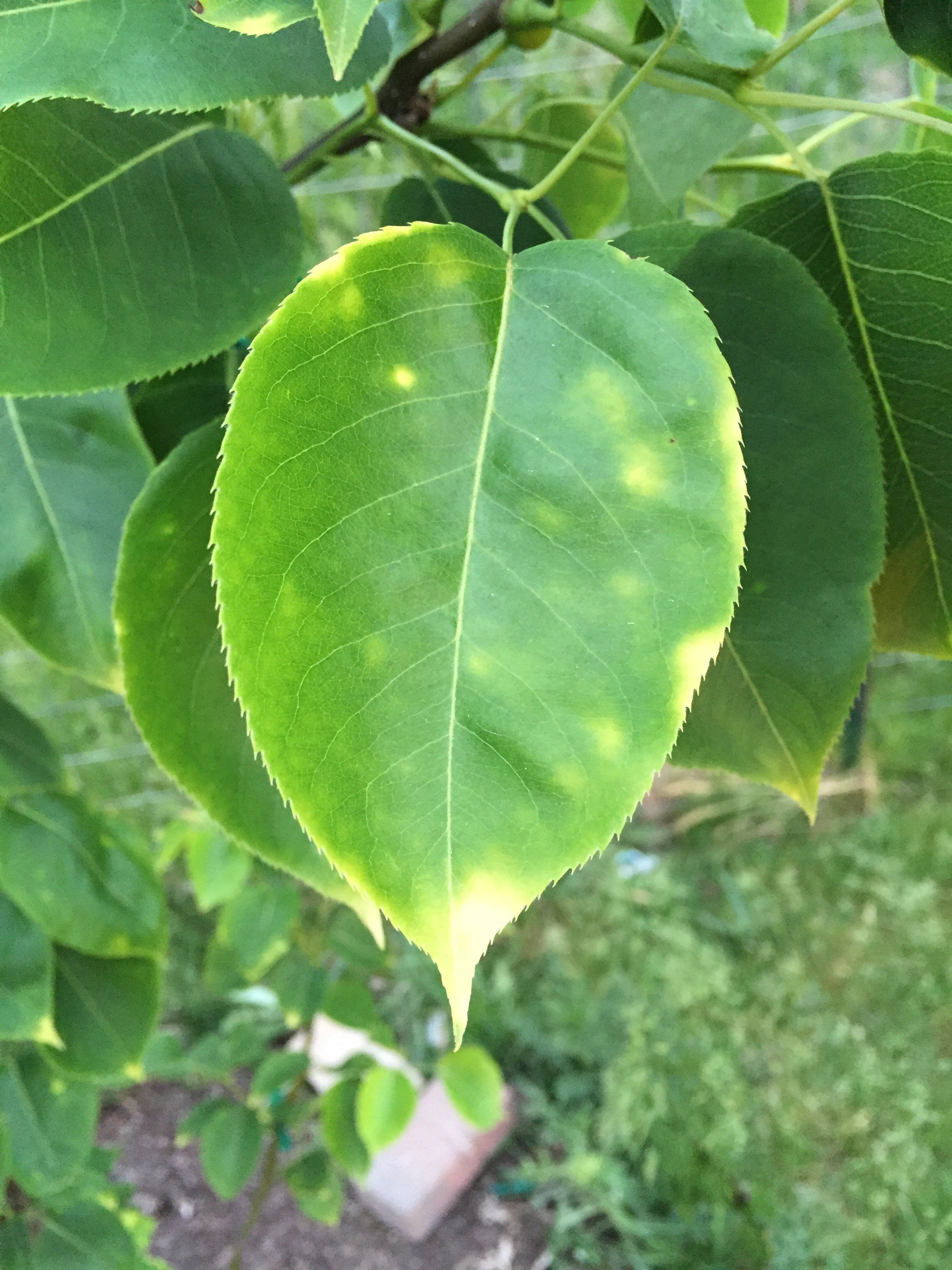 Pocky reccomend Asian pears fruit tree leaves