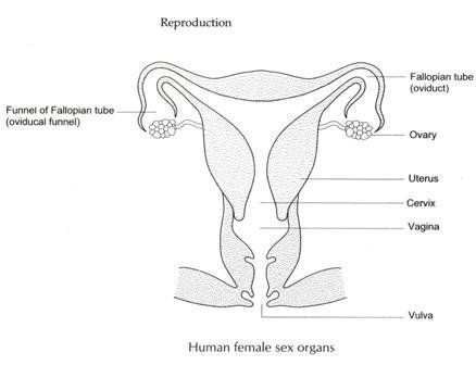 Quirk reccomend Human female sex organ