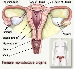Human female sex organ