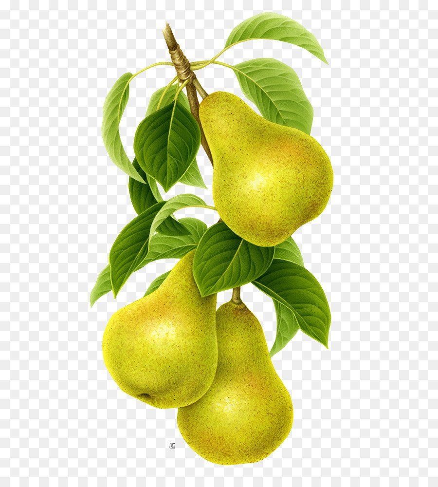 best of Fruit tree leaves Asian pears