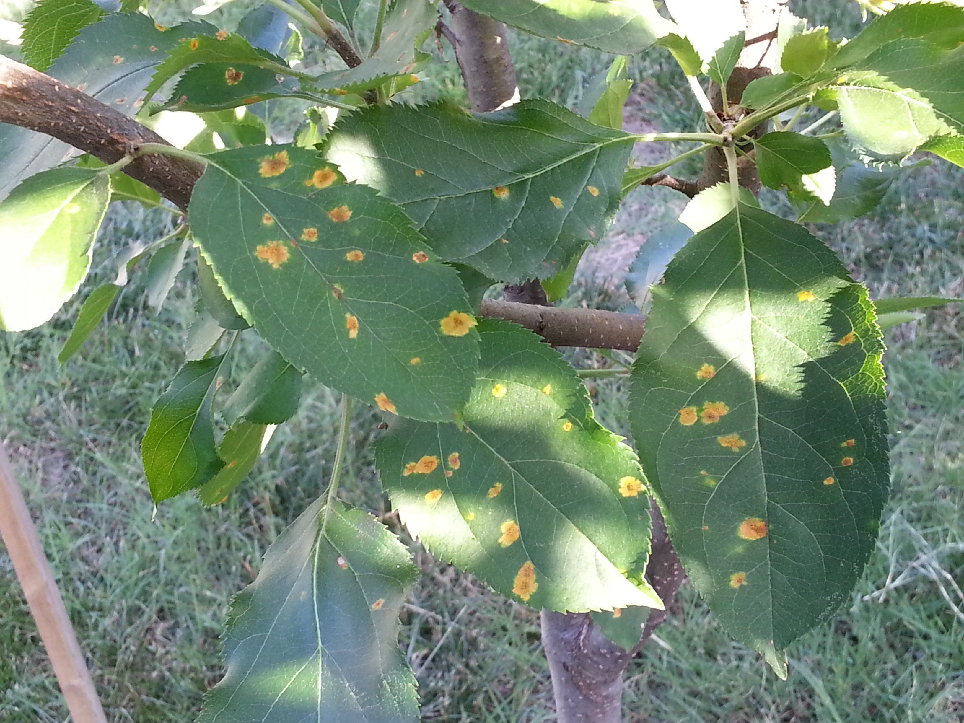 best of Fruit tree leaves Asian pears