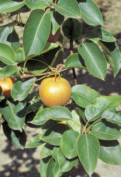 best of Fruit tree leaves Asian pears