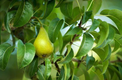 best of Fruit tree leaves Asian pears