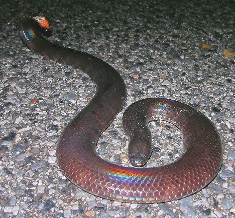 best of Pipe snake Asian