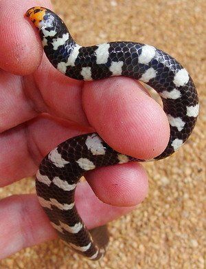 best of Pipe snake Asian