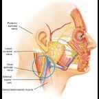 Avoiding danger facial facial in injury nerve plastic surgery zone