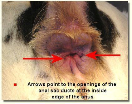 Anatolian anal gland