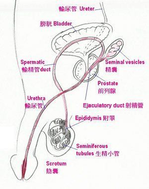 Blood in the sperm