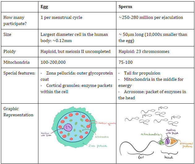 Stem reccomend Eats mature sperm