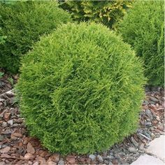 Dragonfly reccomend Midget globe arborvitae