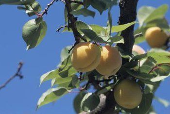 Fertilizing mature orchards