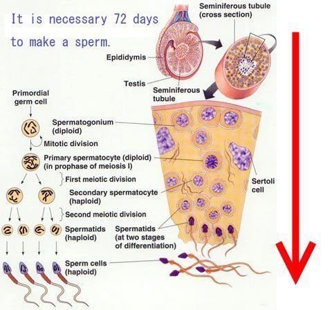 How is sperm made