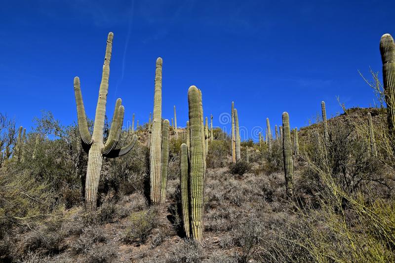 best of Desert a Mature for community