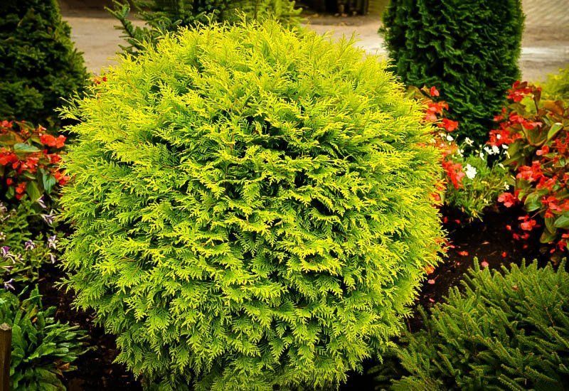 Midget globe arborvitae