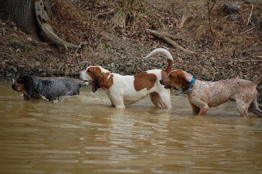 Salt lick kennels