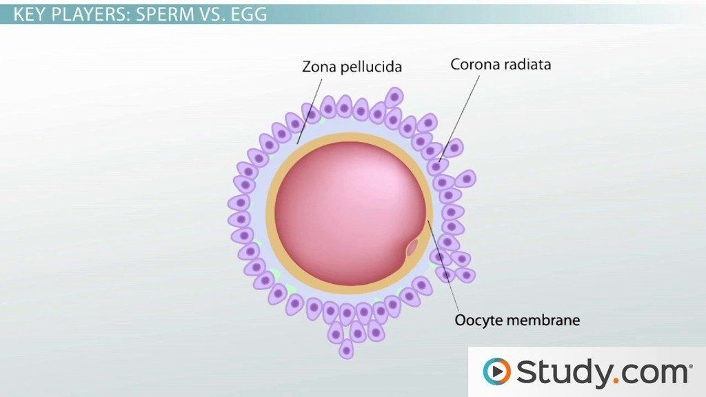 Sperm And Egg Not Developing Porn Pics Moveis Comments