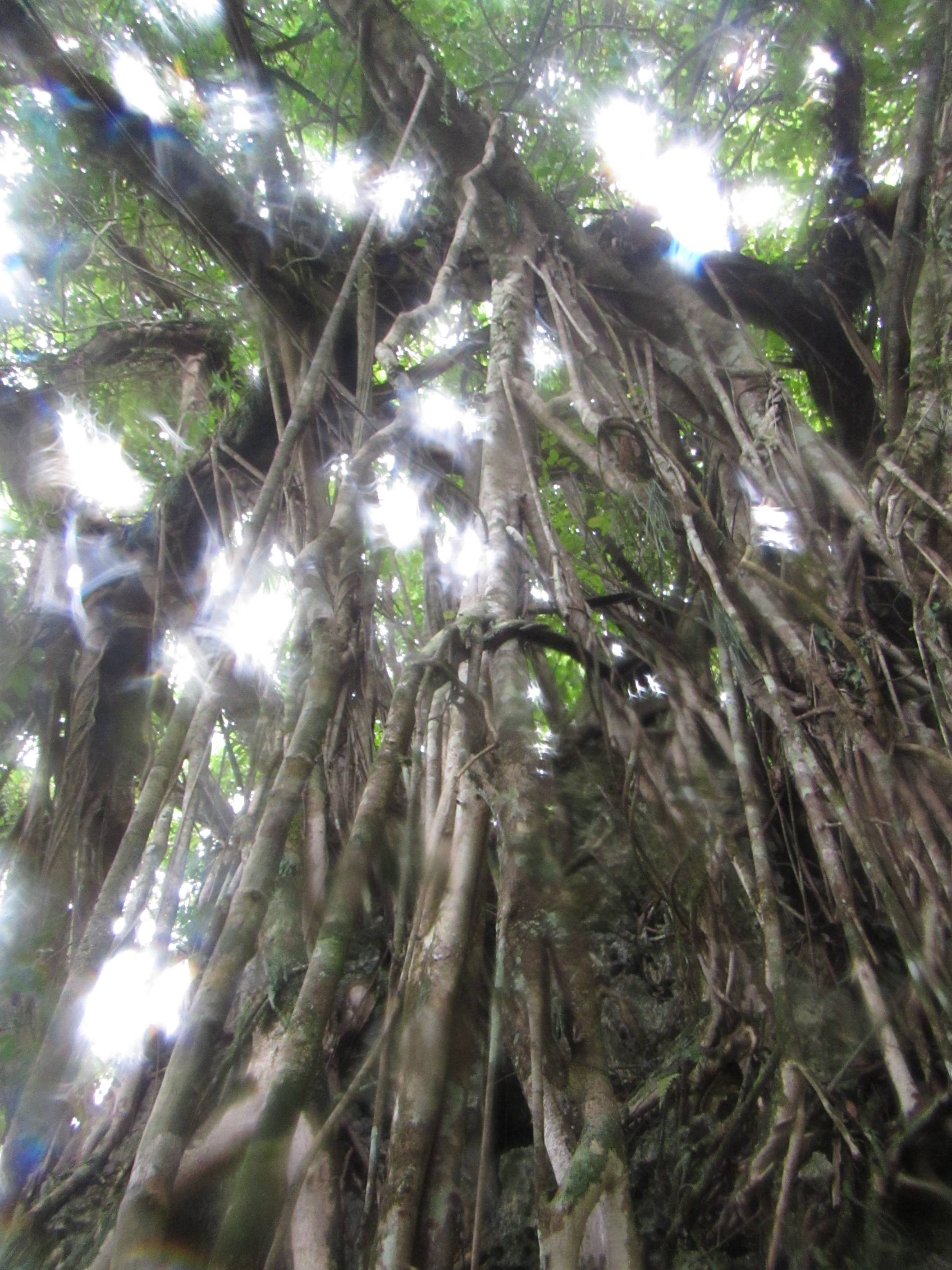 Hardcore dutch backpacker forest personal porn