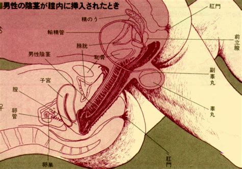 Anatomy female arousal preview