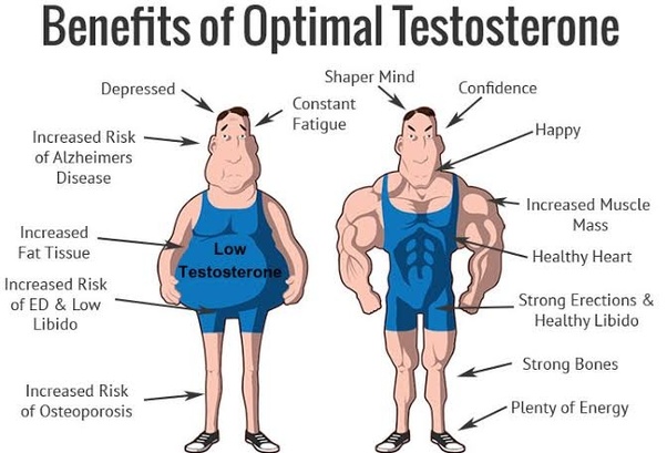 Testosterone hormones make horned